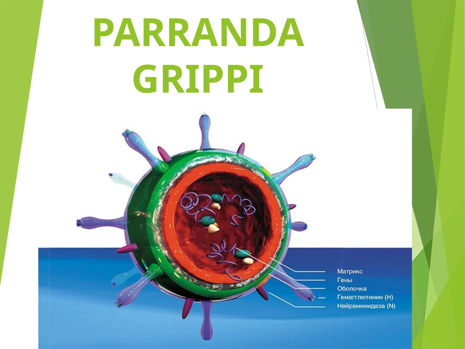 Parranda grippi 1