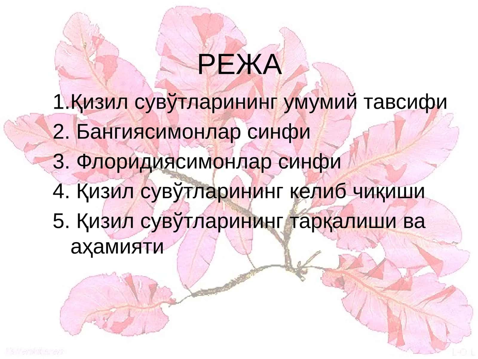 Қизил сувўтларининг умумий тавсифи 1