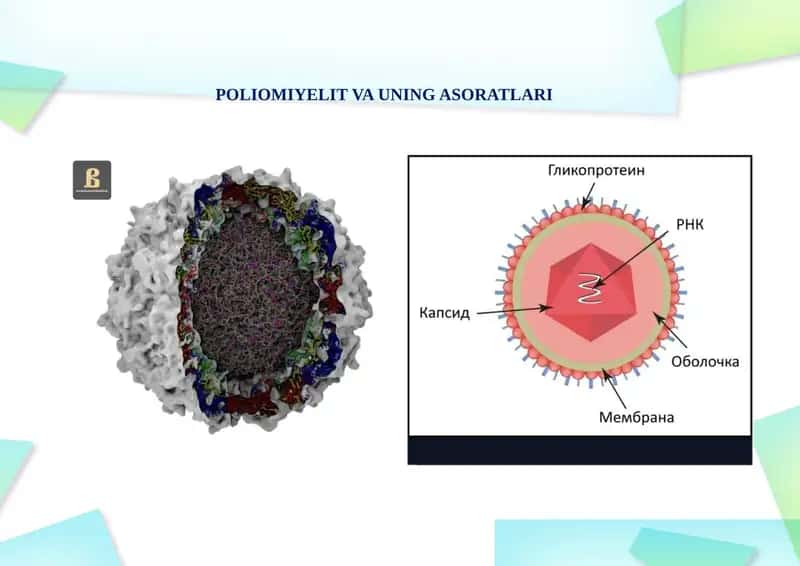 Poliomiyelit va uning asoratlari 1