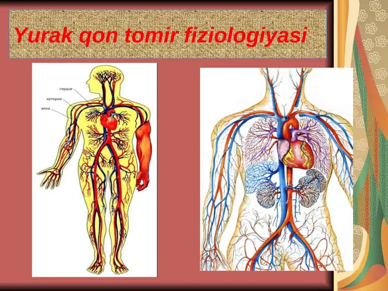Yurak qon tomir fiziologiyasi 1