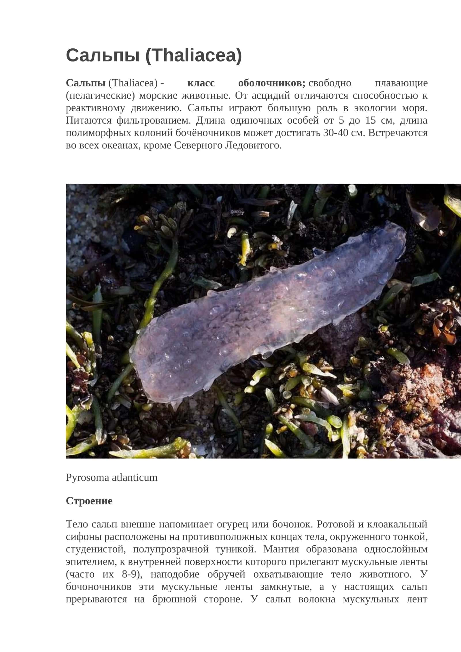 Сальпы (Thaliacea) 1