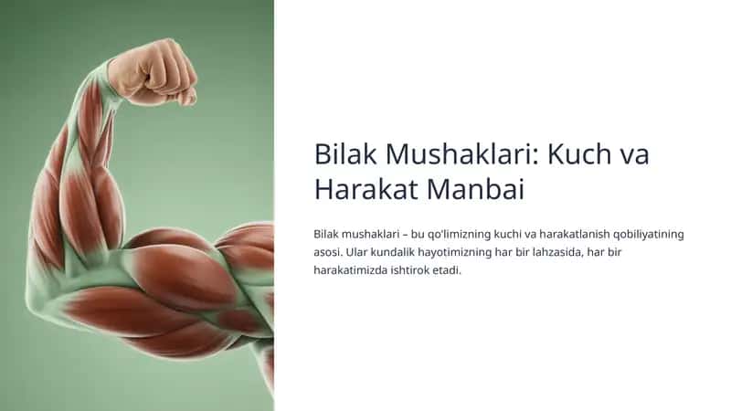 Bilak Mushaklari: Kuch va Harakat Manbai 1
