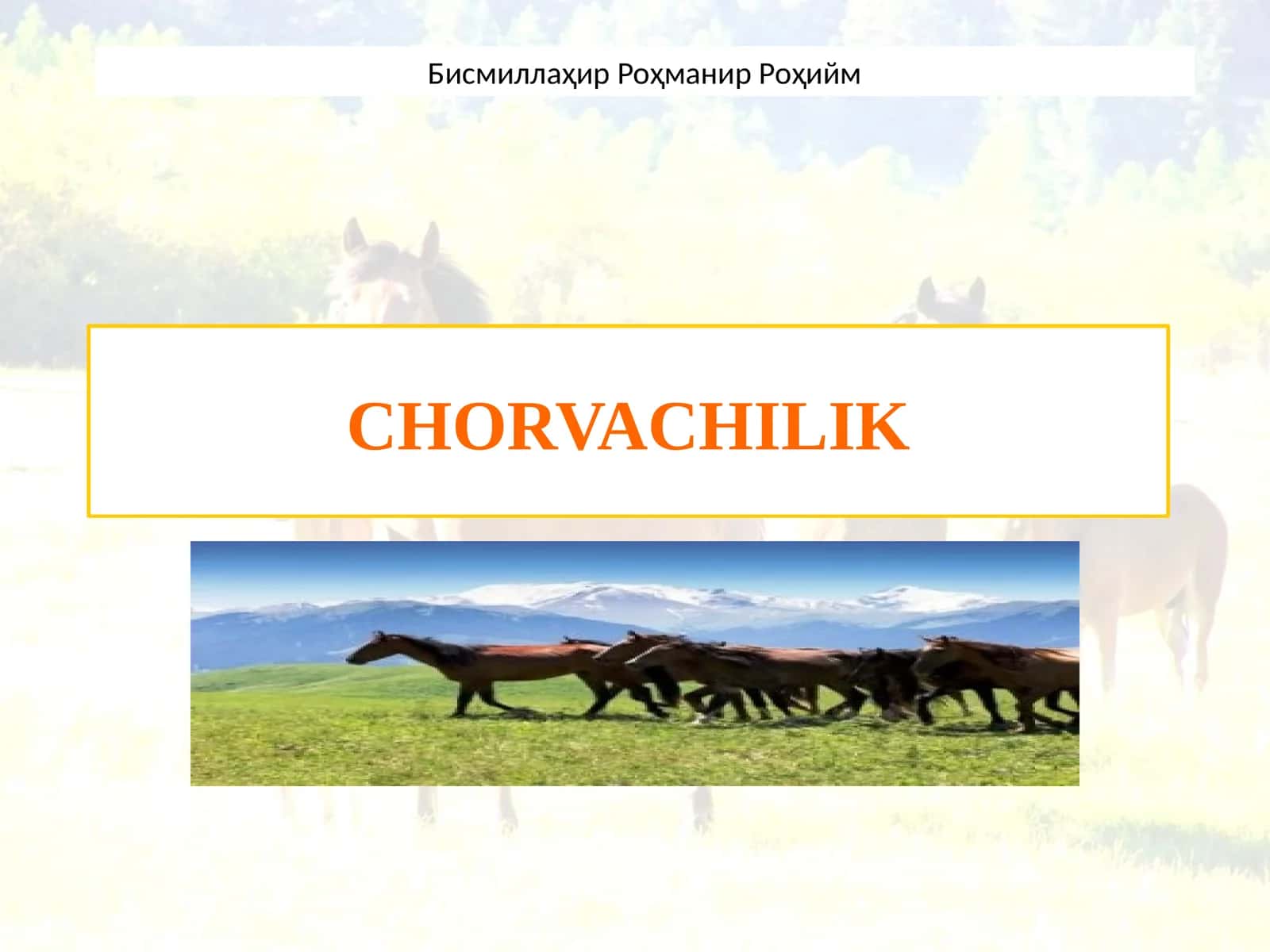CHORVACHILIK 1