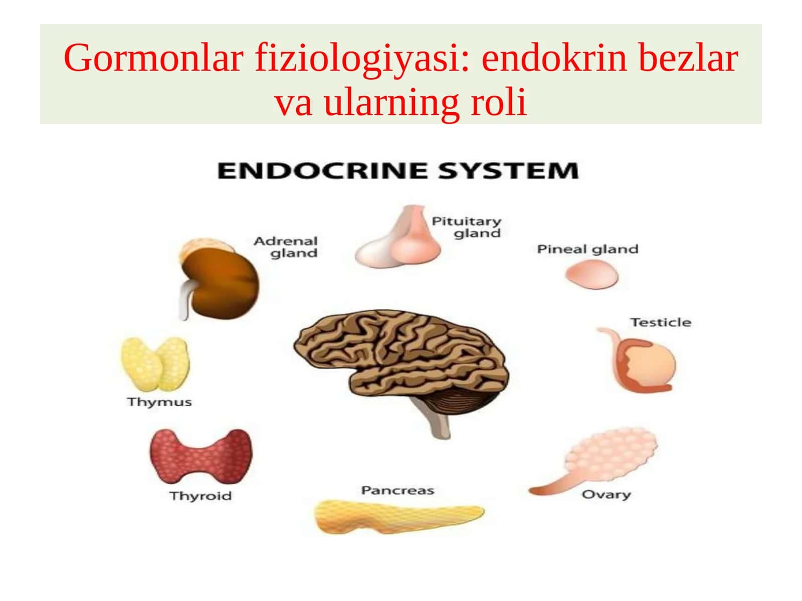 Gormonlarfiziologiyasi:endokrinbezlarvaularningroli 1