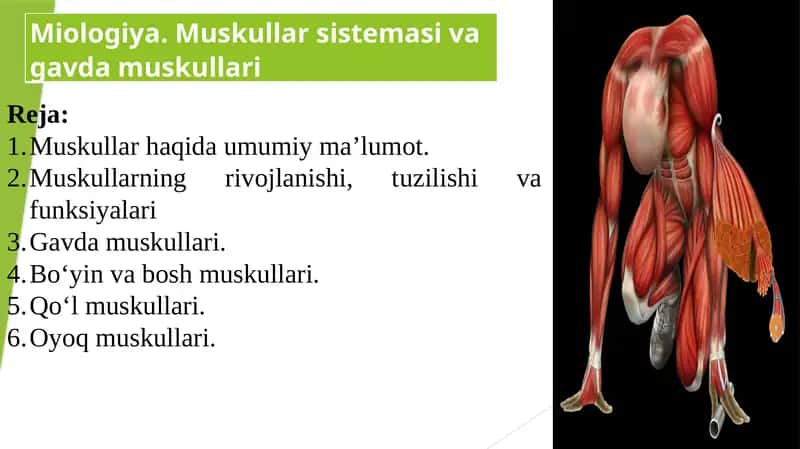Muskullar haqida umumiy ma'lumot 1