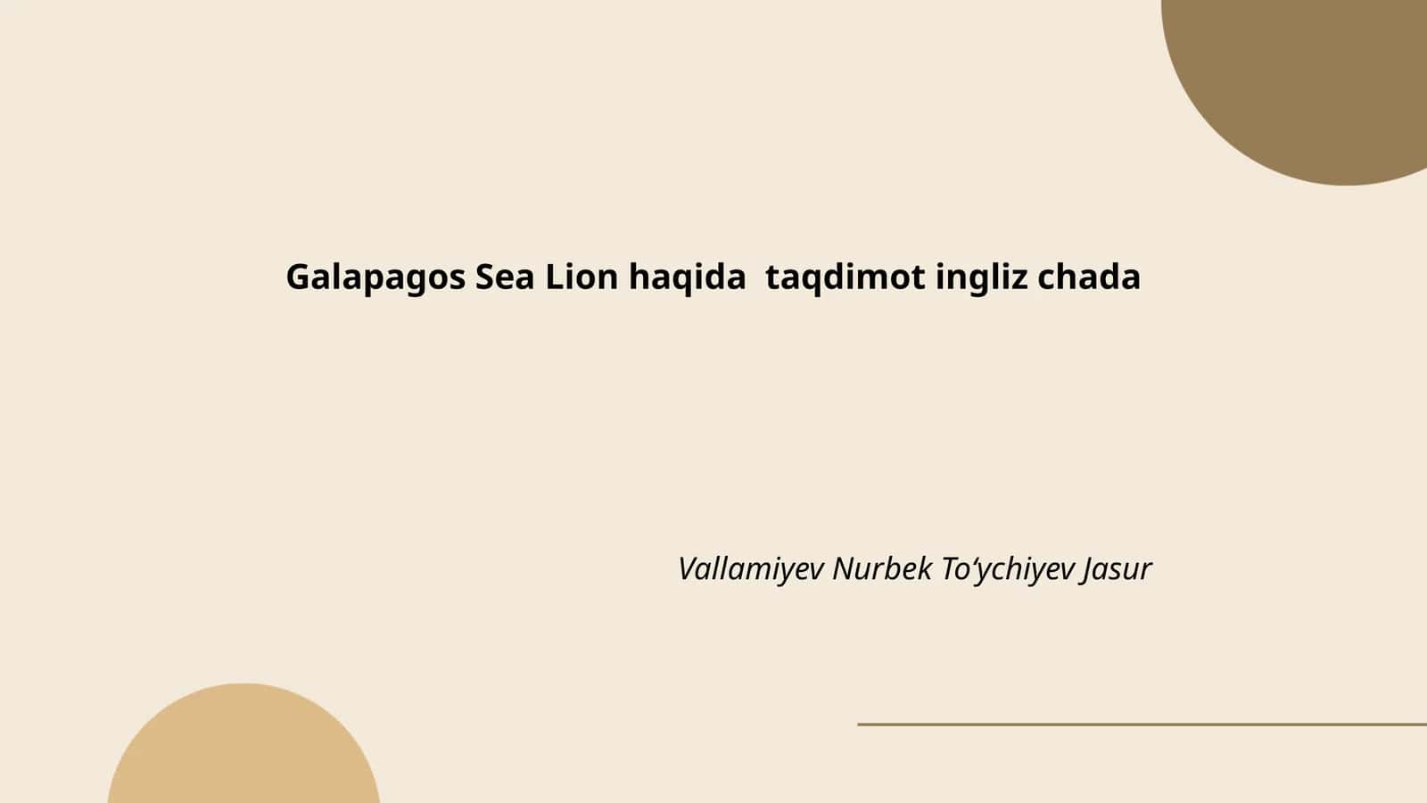 Galapagos Sea Lion 1