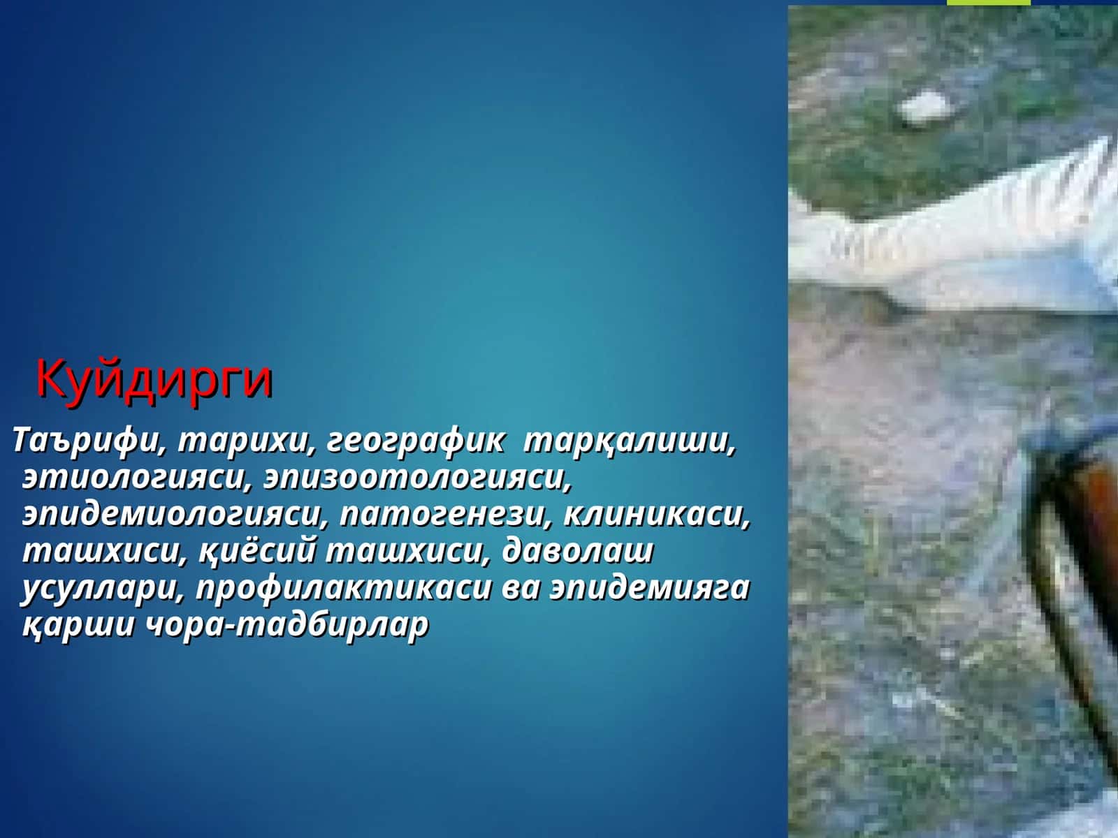 KUYDIRGI KASALLIGI 1