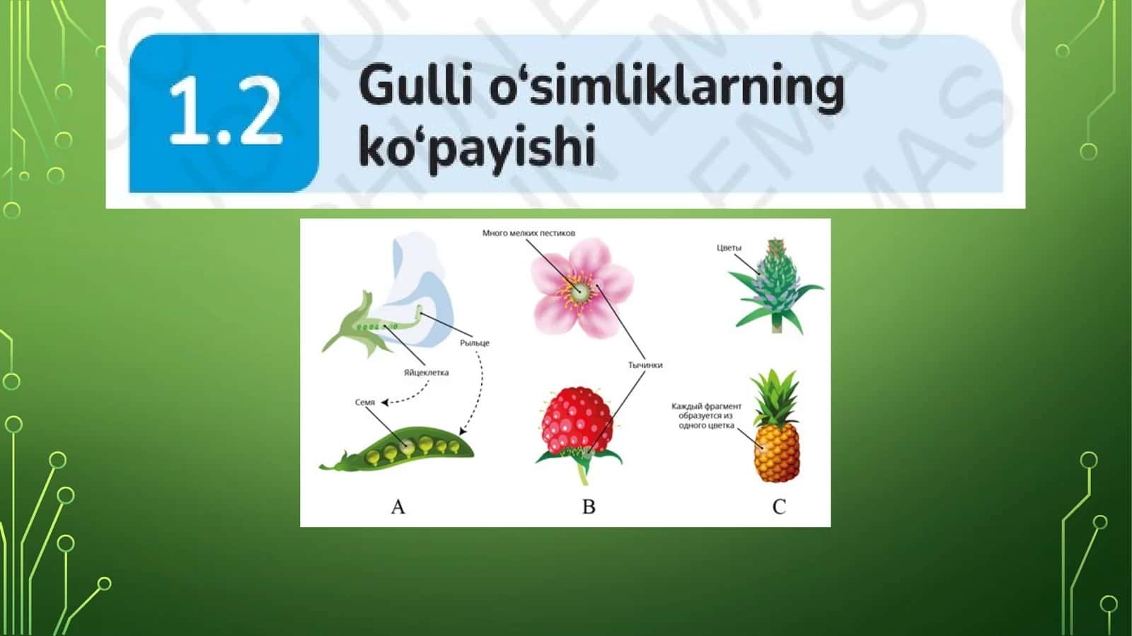 Gulli o'simliklarning ko'payishi 1