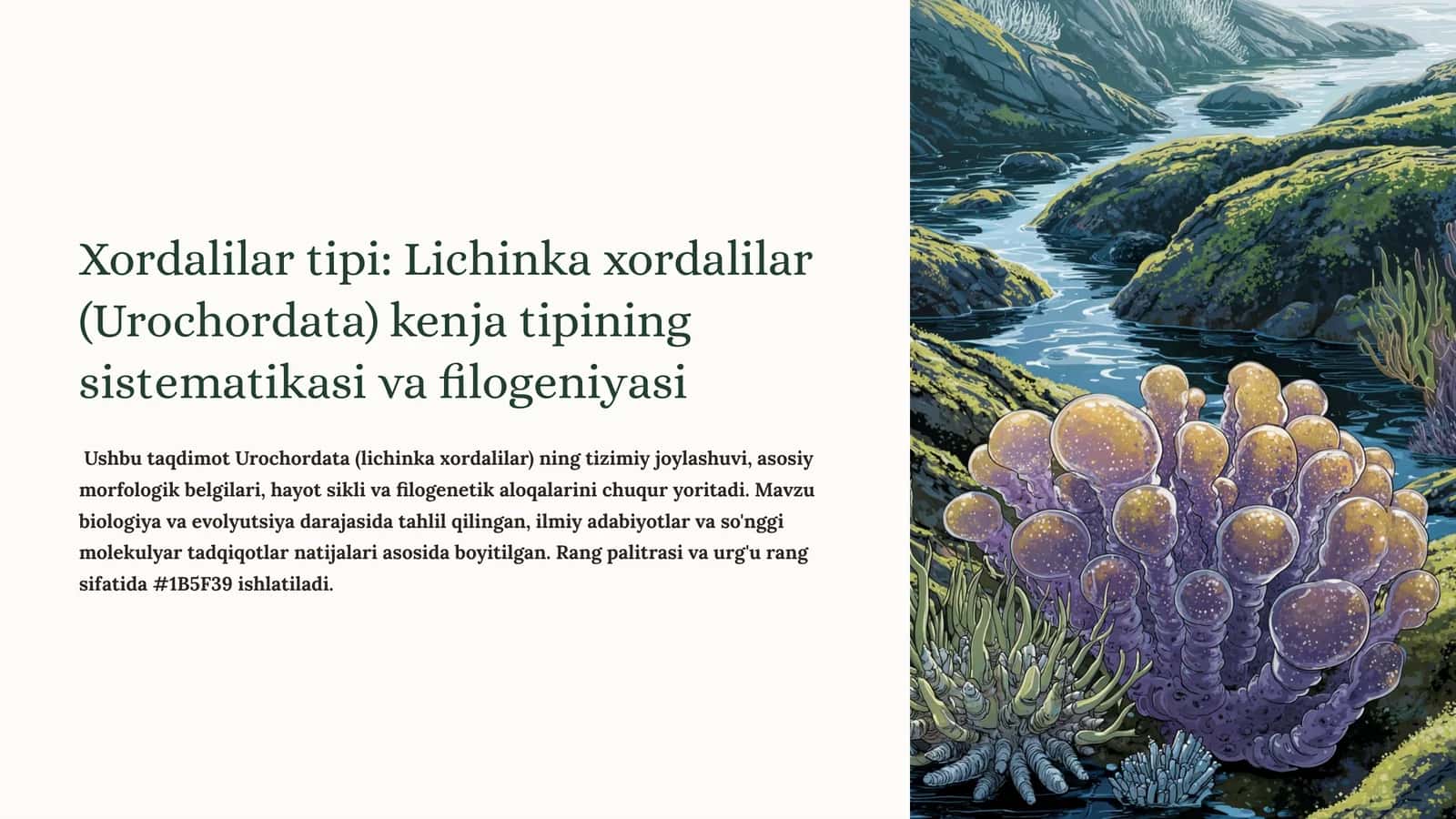 Lichinka xordalilar (Urochordata) 1