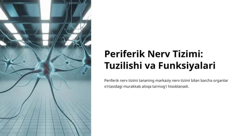 Periferik Nerv Tizimi: Tuzilishi va Funksiyalari 1