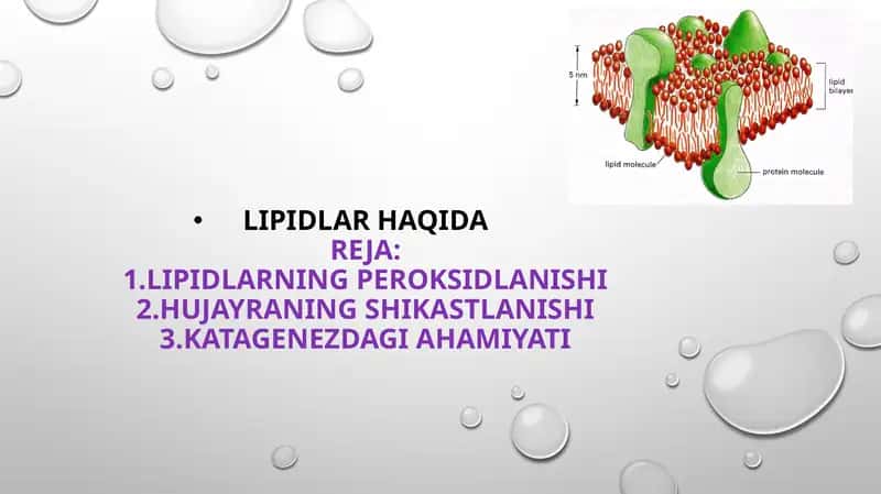 Lipidlar Haqida 1
