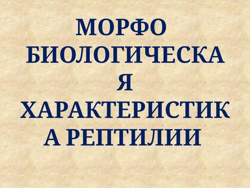 МОРФО БИОЛОГИЧЕСКАЯ ХАРАКТЕРИСТИКА РЕПТИЛИИ 1