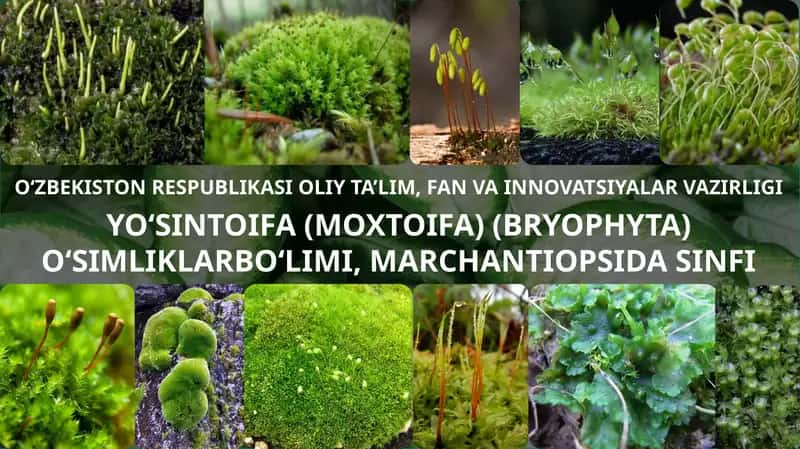 Bryophyta sinfi yo'sinlari 1