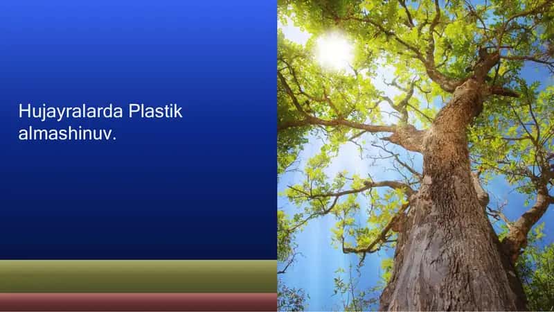 Plastik almashinuv 1