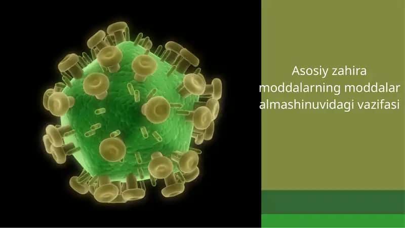 Asosiy zahiramoddalarning moddalar almashinuvi 1