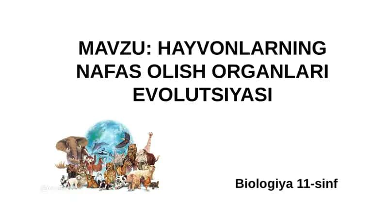 HAYVONLARNING NAFAS OLISH ORGANLARI EVOLUTSIYASI 1