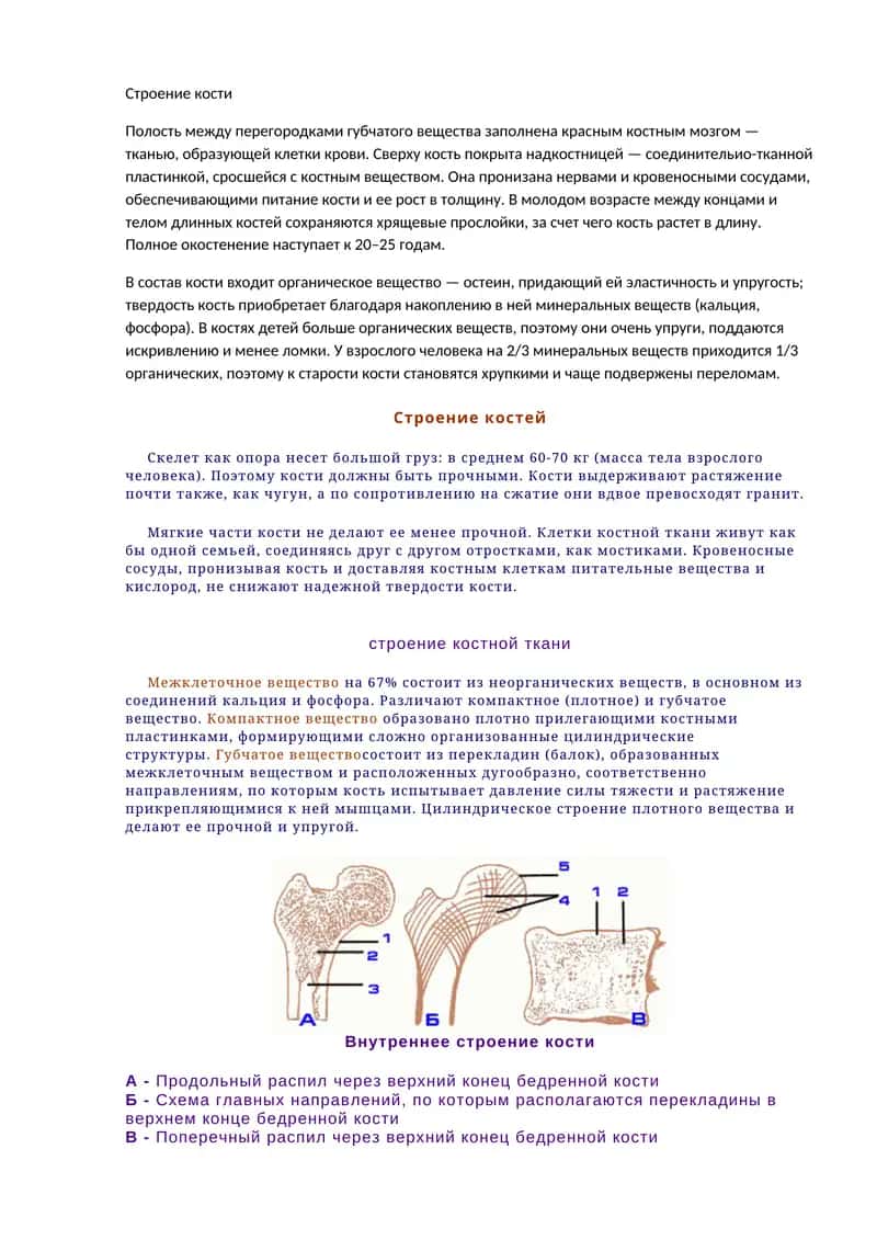 Строение кости 1