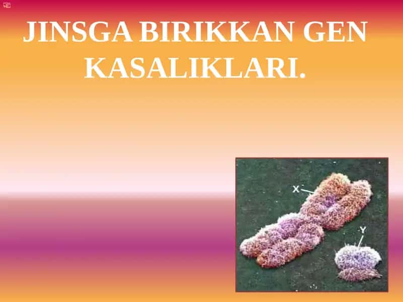 JINSGA BIRIKKAN GEN KASALIKLARI 1