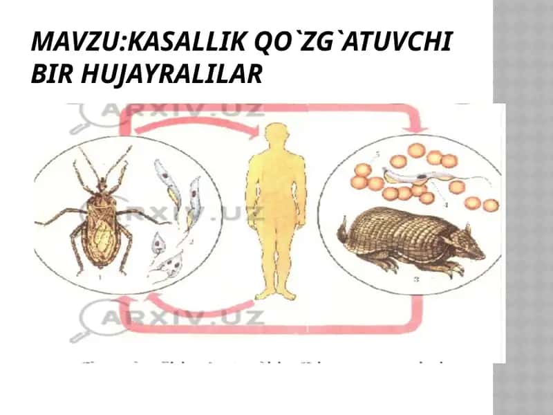Kasallik qo`zg`atuvchi bir hujayralilar 1
