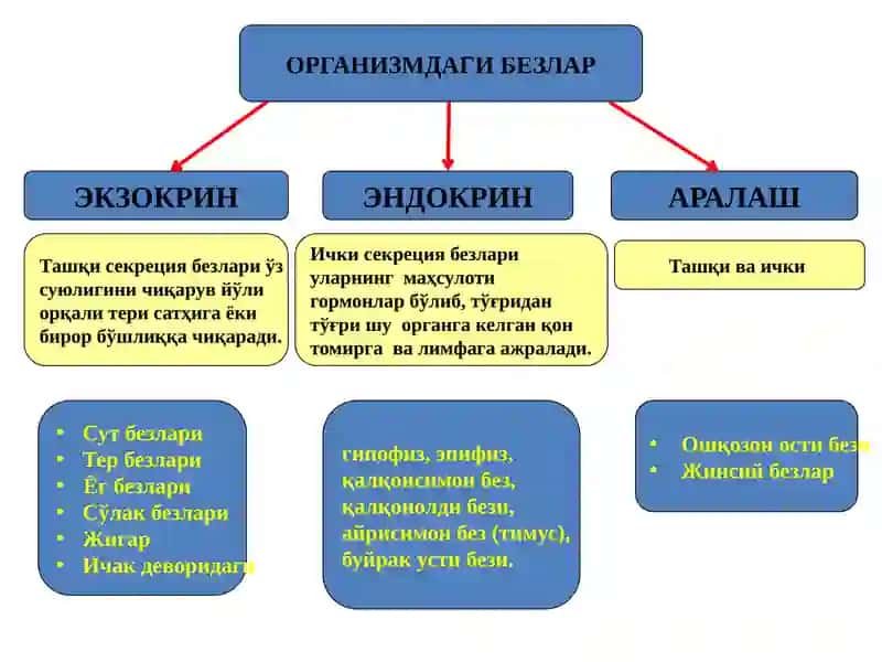Организмдаги безлар