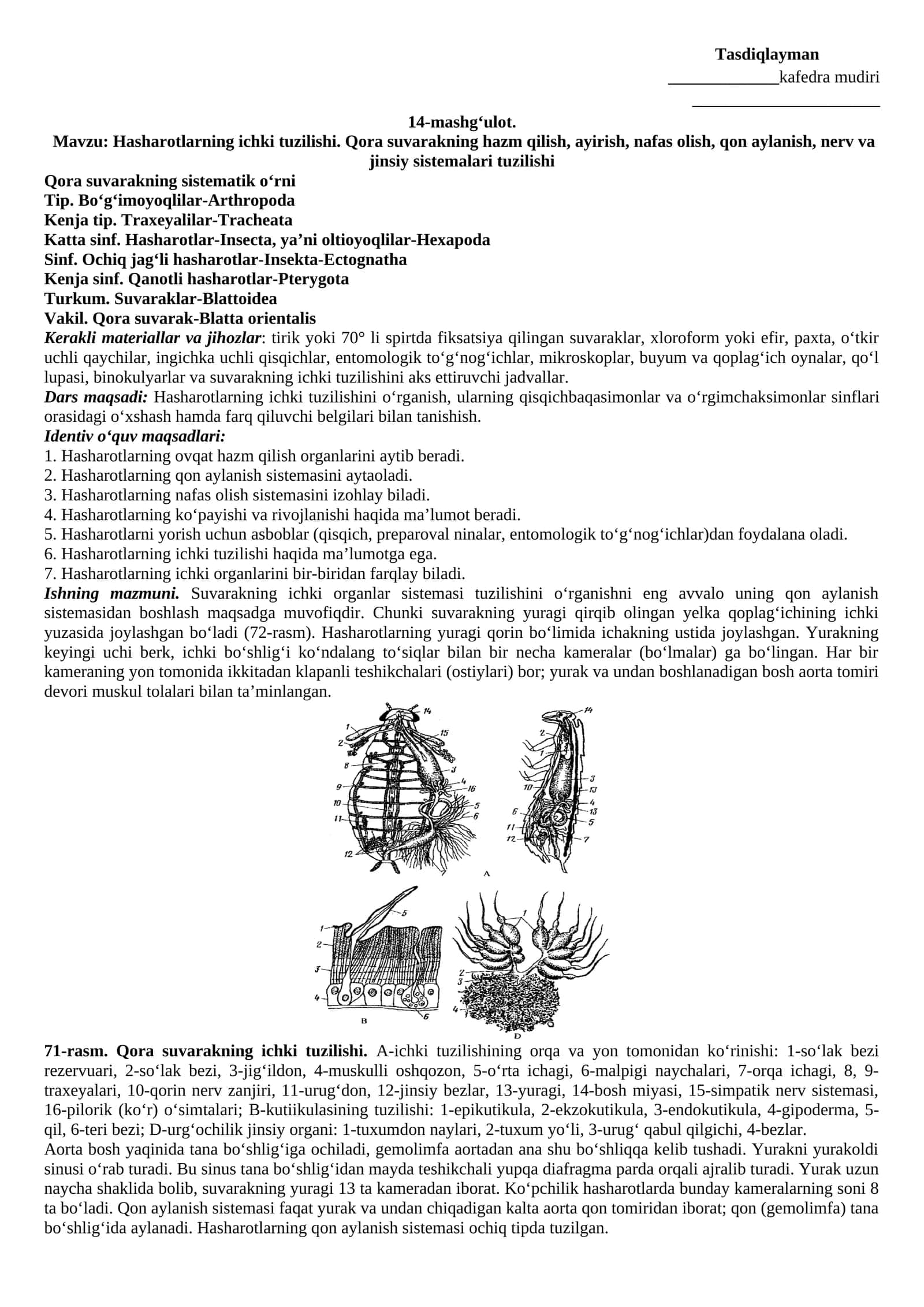 Qora suvarakning ichki tuzilishi 1