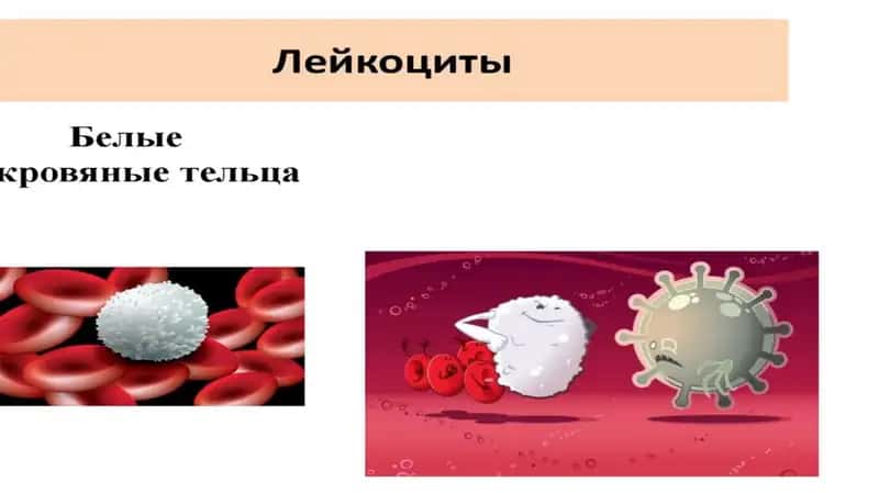 лимфоциты 1