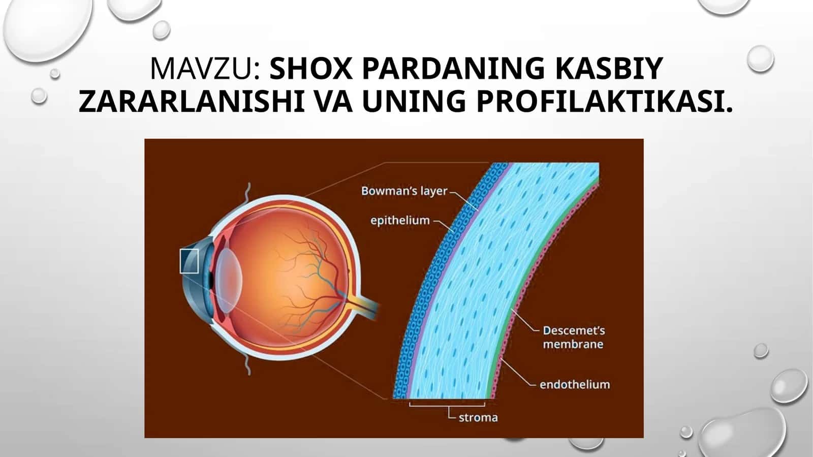 Shox pardaning kasbiy zararlanishi va uning profilaktikasi 1
