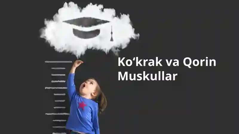 Ko'krak va Qorin Muskullari