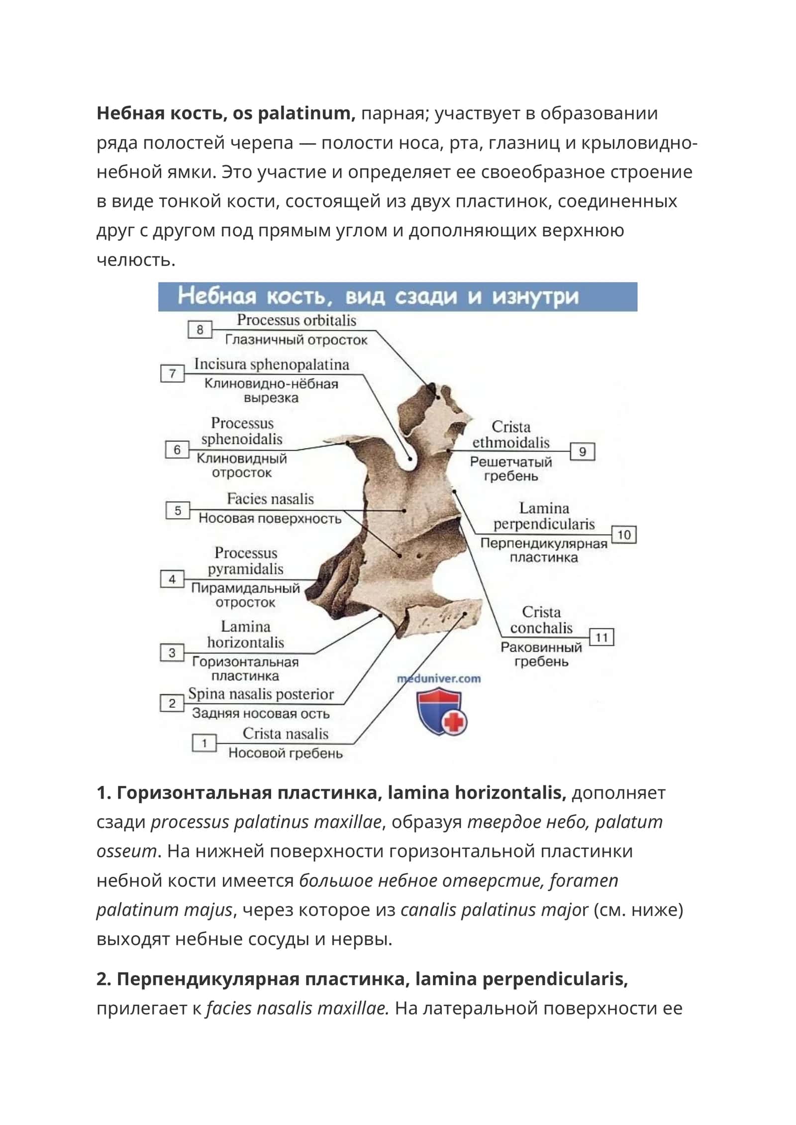 Небная кость 1