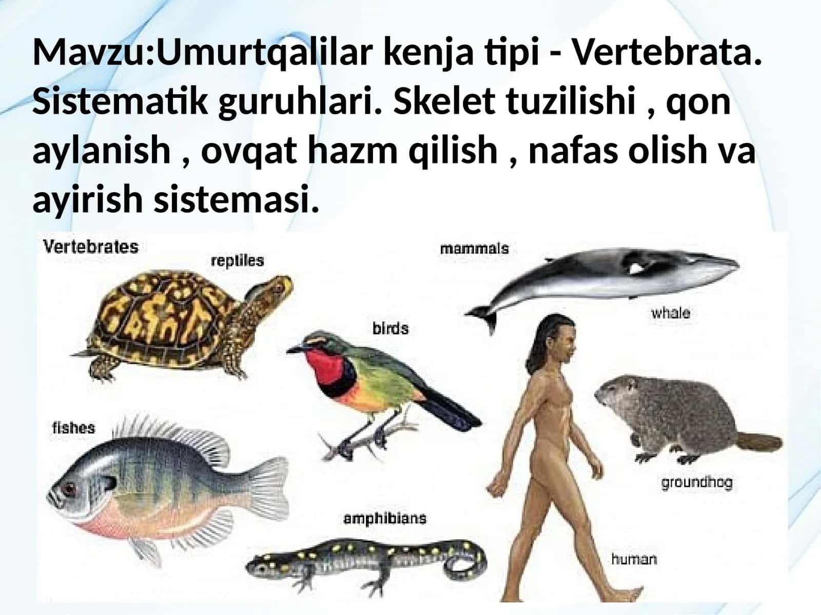 Umurtqalilar kenjatipi 1