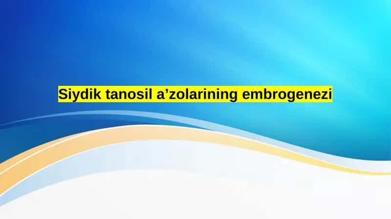 Siydik tanosil aʼzolarining embrogenezi 1
