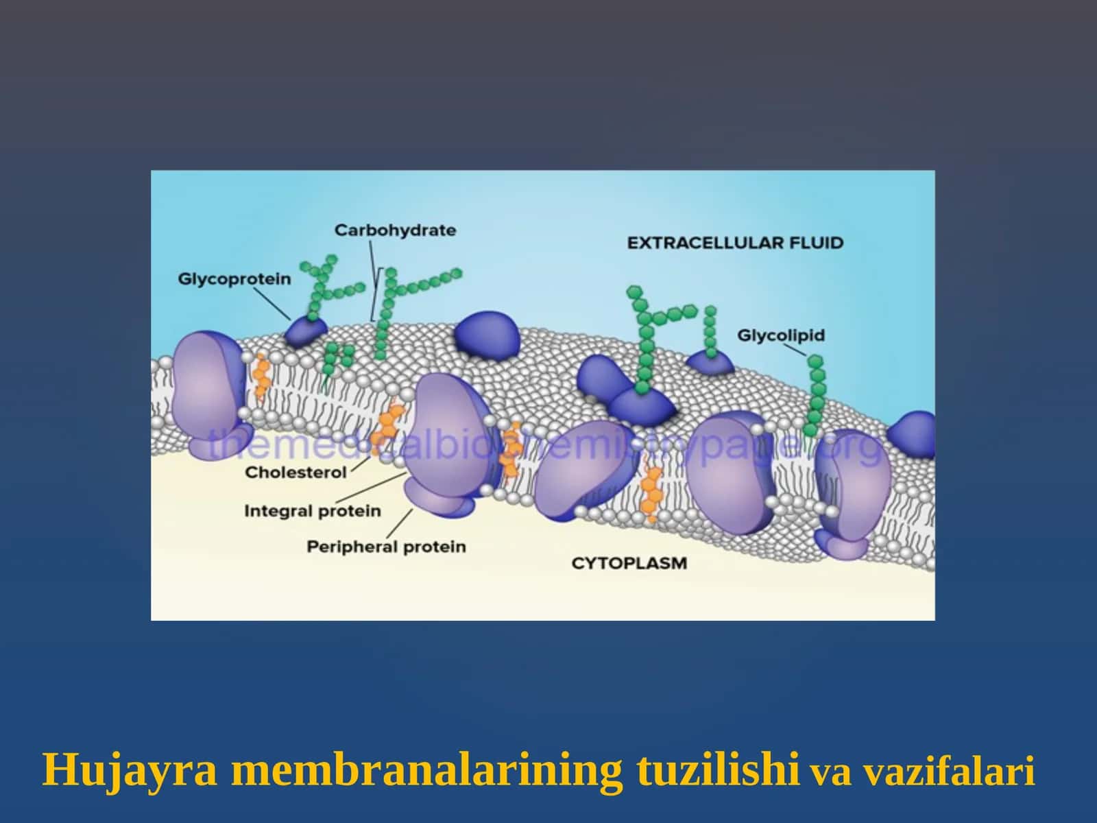 Hujаyrа mеmbrаnаlаrining tuzilishi va vazifalari 1