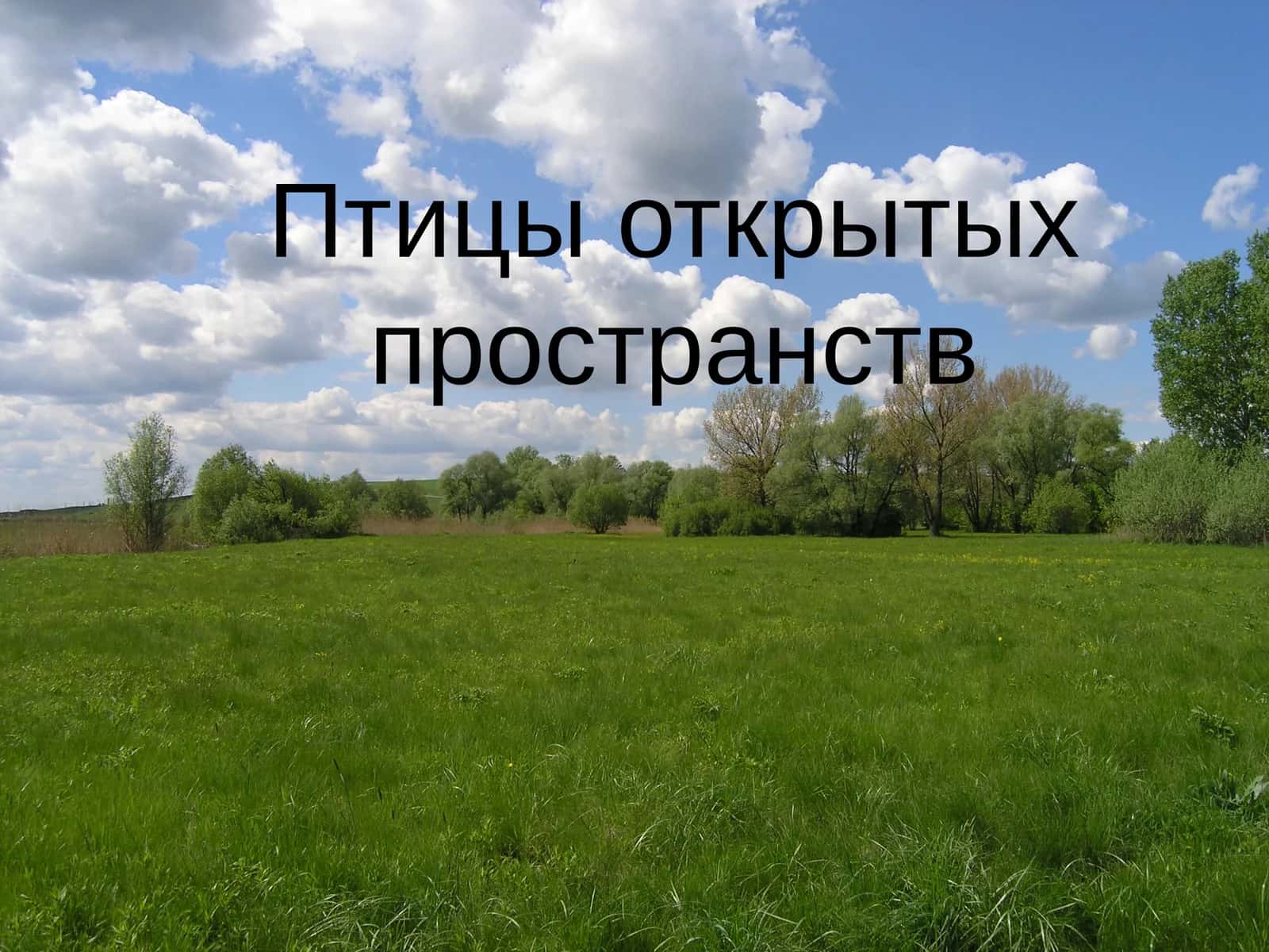 Лунь полевой 1