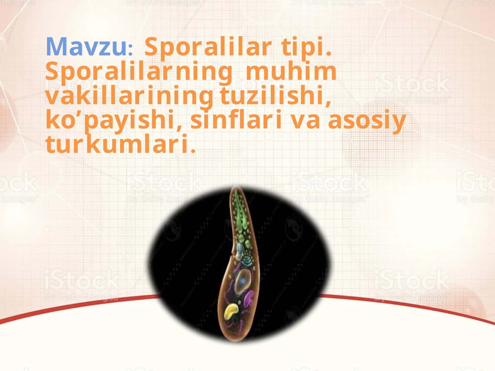 Sporalilar  tipi 1