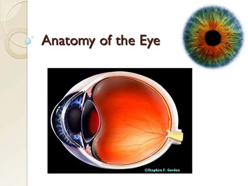 Anatomy of the Eye 1