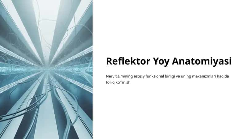 Reflektor Yoy Anatomiyasi 1