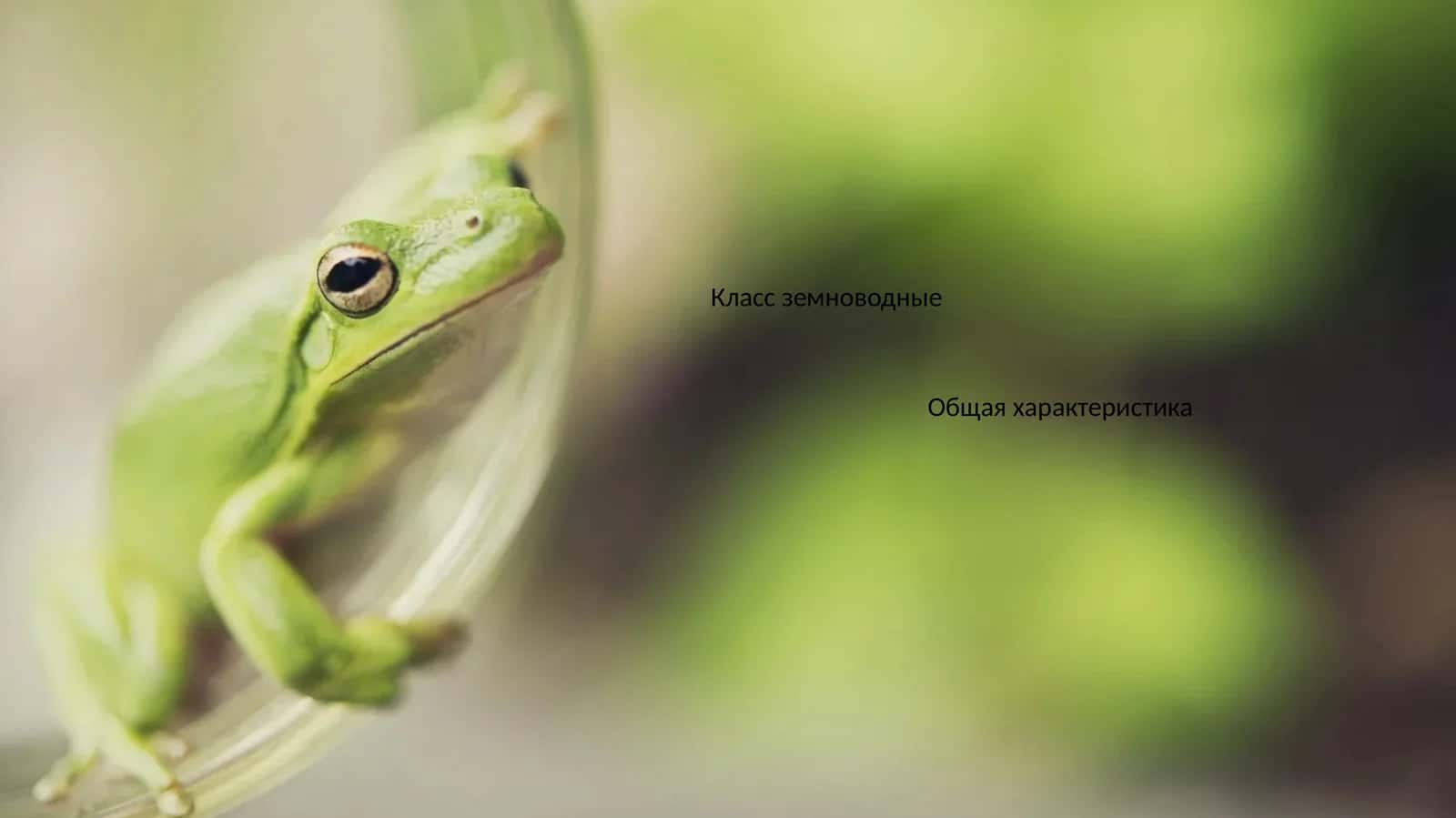 Класс земноводные 1