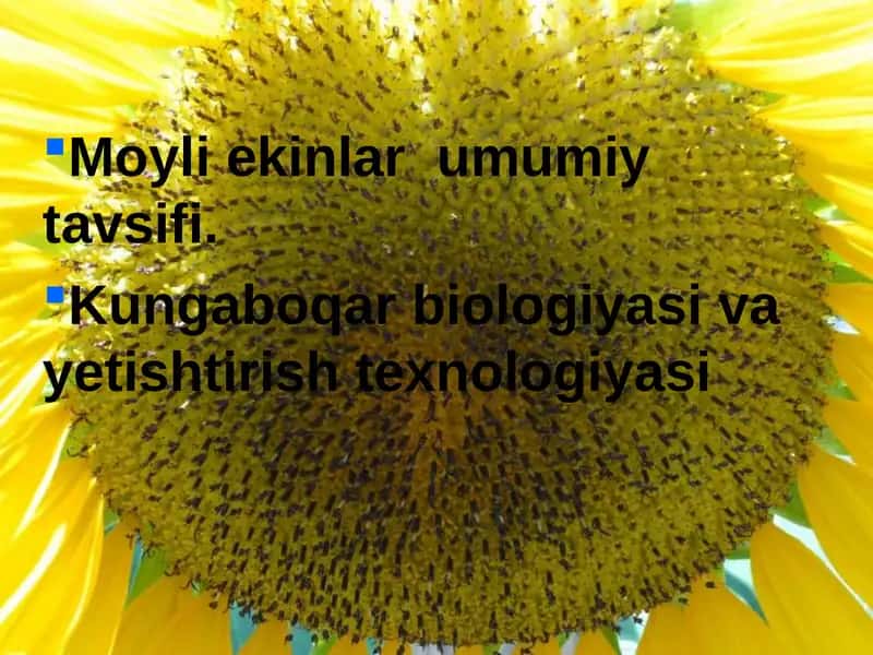Moyli ekinlar 1
