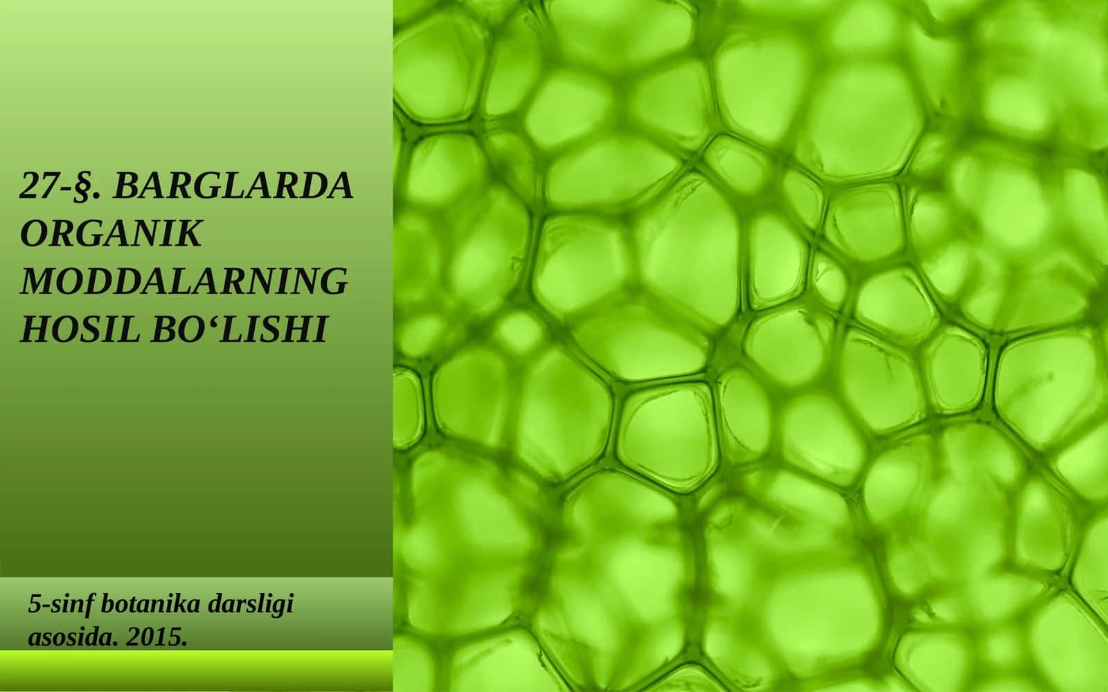 BARGLARDA ORGANIK MODDALARNING HOSIL BO‘LISHI 1