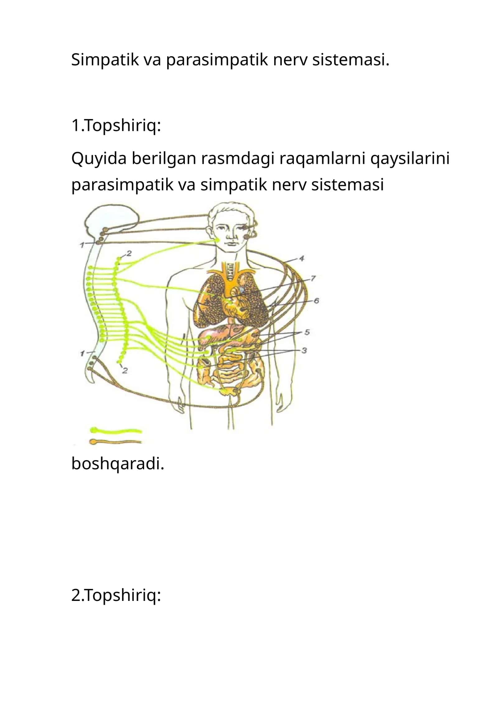 Simpatik va parasimpatik nerv sistemasi 1