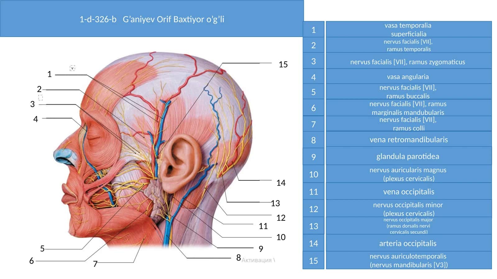 Nervus facialis [VII] structure 1