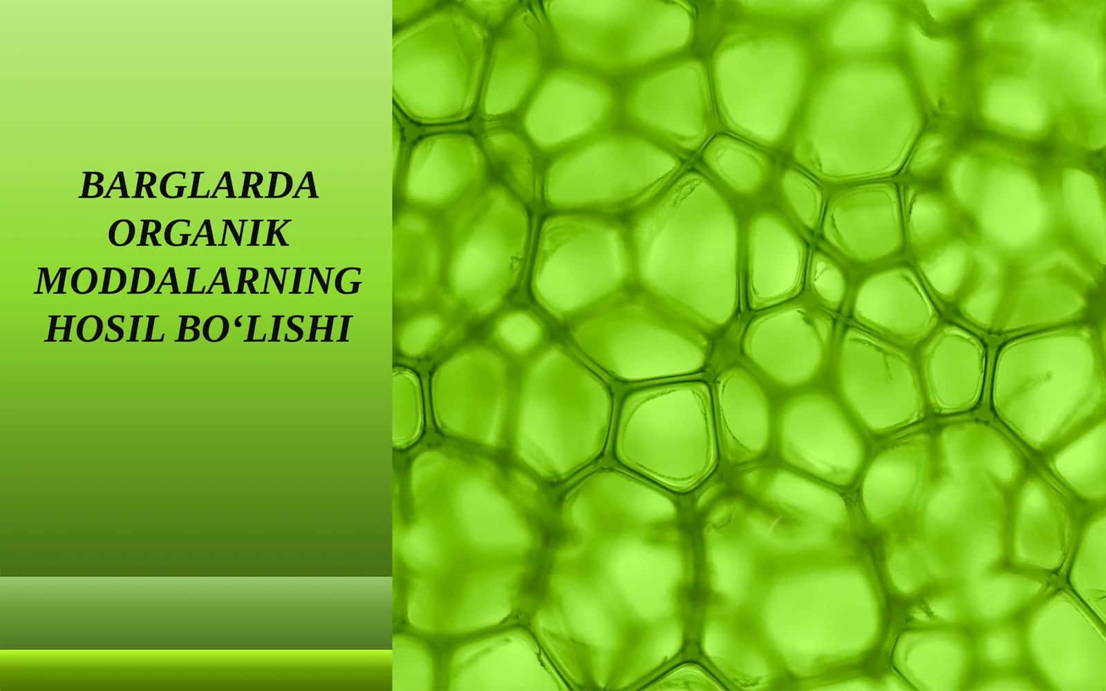 BARGLARDA ORGANIK MODDALARNING HOSIL BO‘LISHI 1
