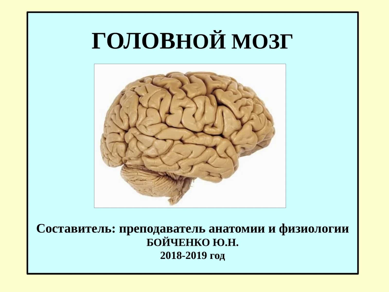 ГОЛОВНОЙ МОЗГ 1