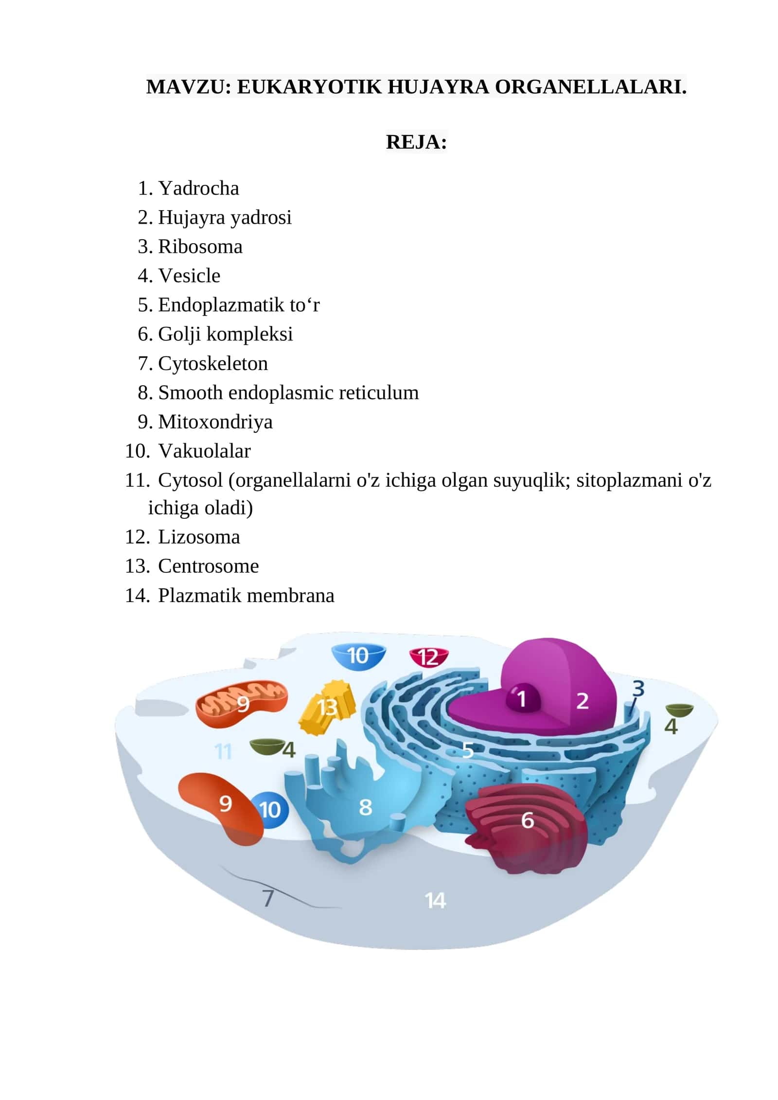EUKARYOTIK HUJAYRA ORGANELLALARI 1