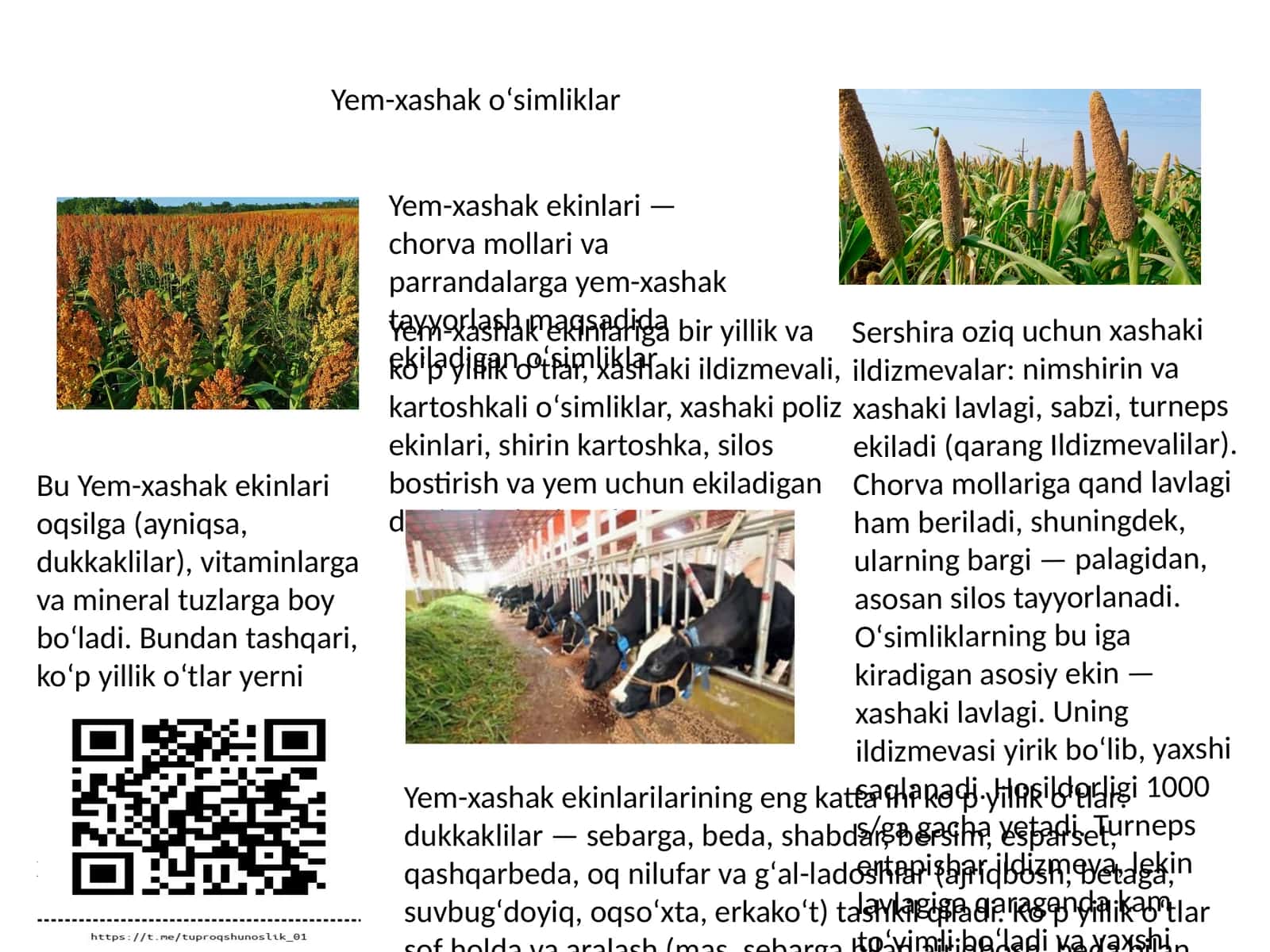 Yem-xashak oʻsimliklar 1