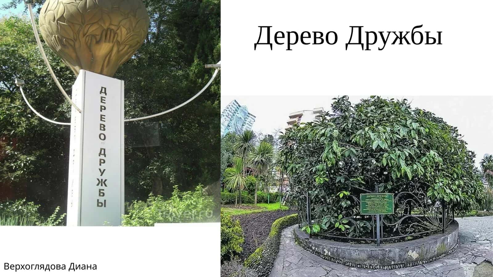 Дерево Дружбы 1