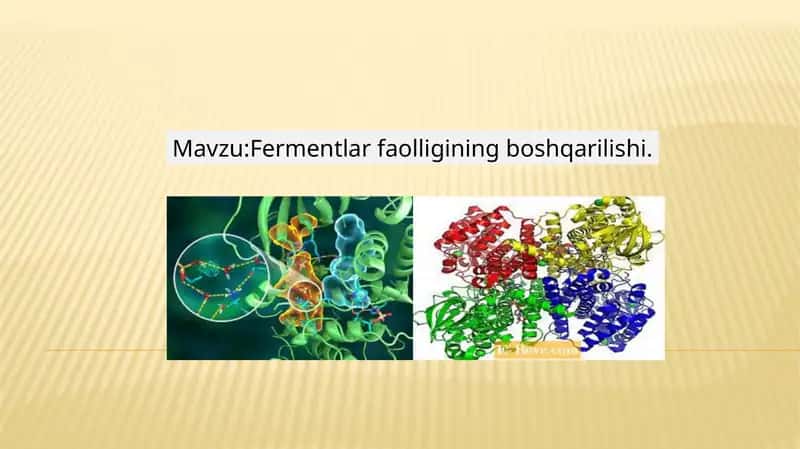 Fermentlar, ularning faolligining boshqarilishi. 1