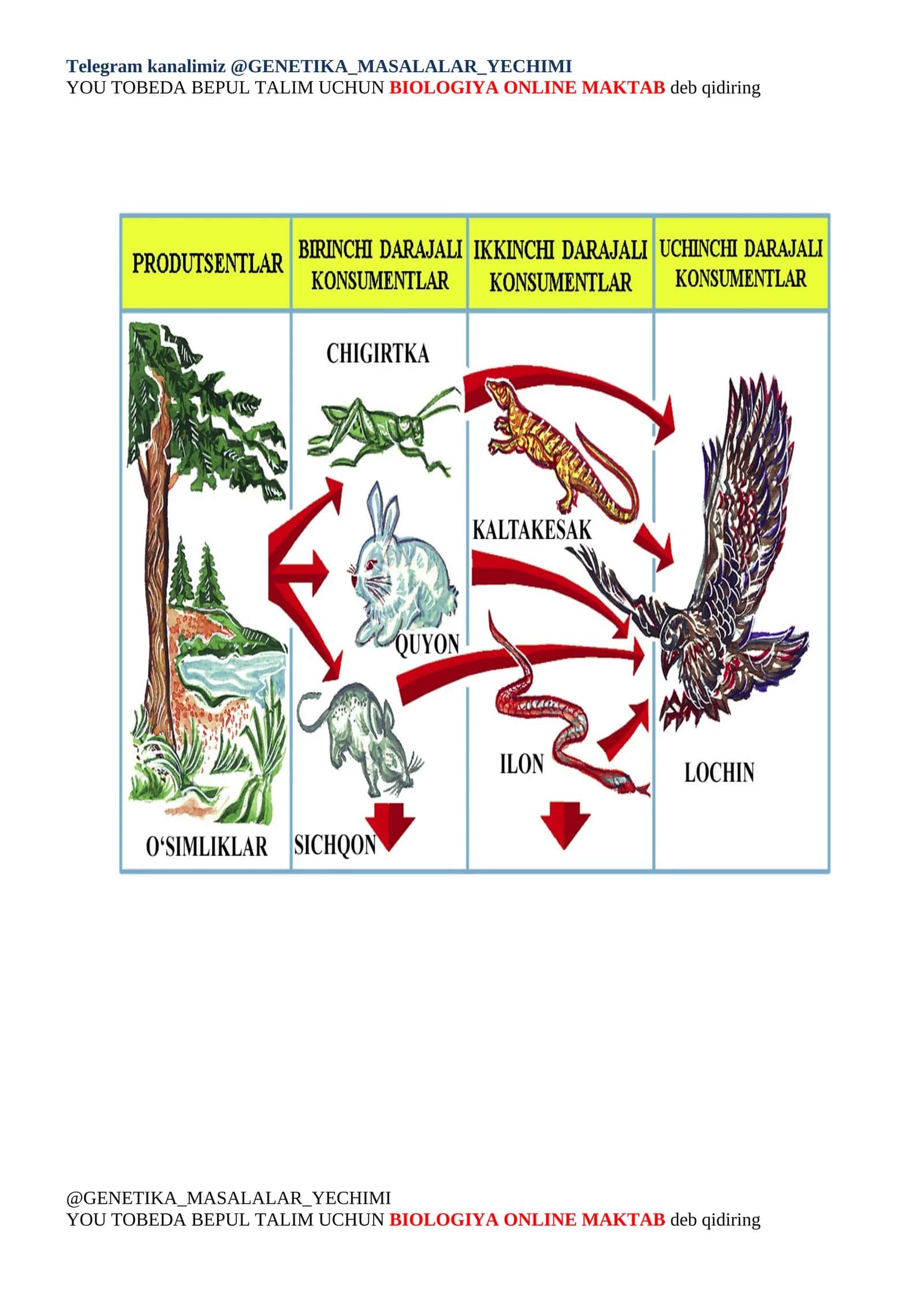 Ekologik piramida qonuniga oid 1