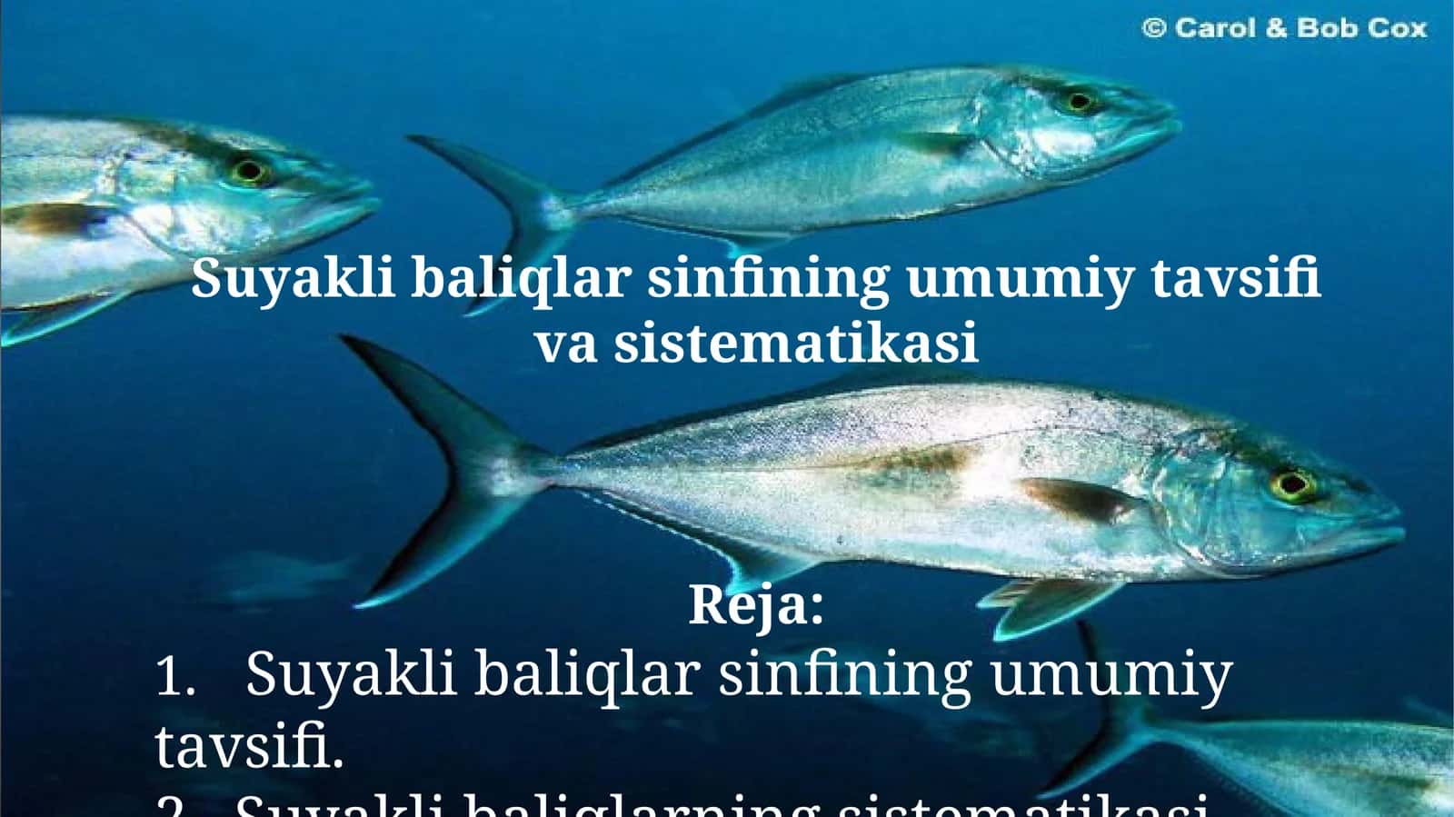 Suyaklibaliqlar sinfining umumiy tavsifi va sistemikasi 1