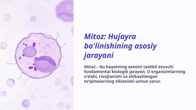 Mitoz 1